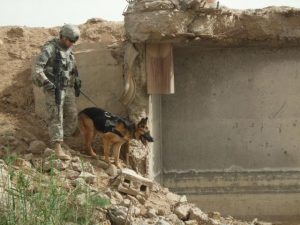 Cainele Ciobanesc German Temperament Si Educatie Dresaj Canin