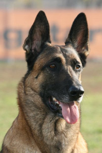 Ciobanesc belgian malinois