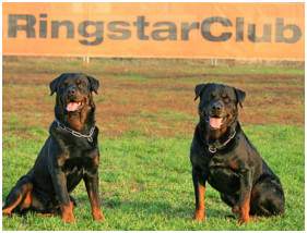 Cainele Rottweiler: standardul rasei, caracteristici, defecte