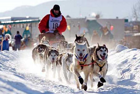 cainii nordici si iditarod